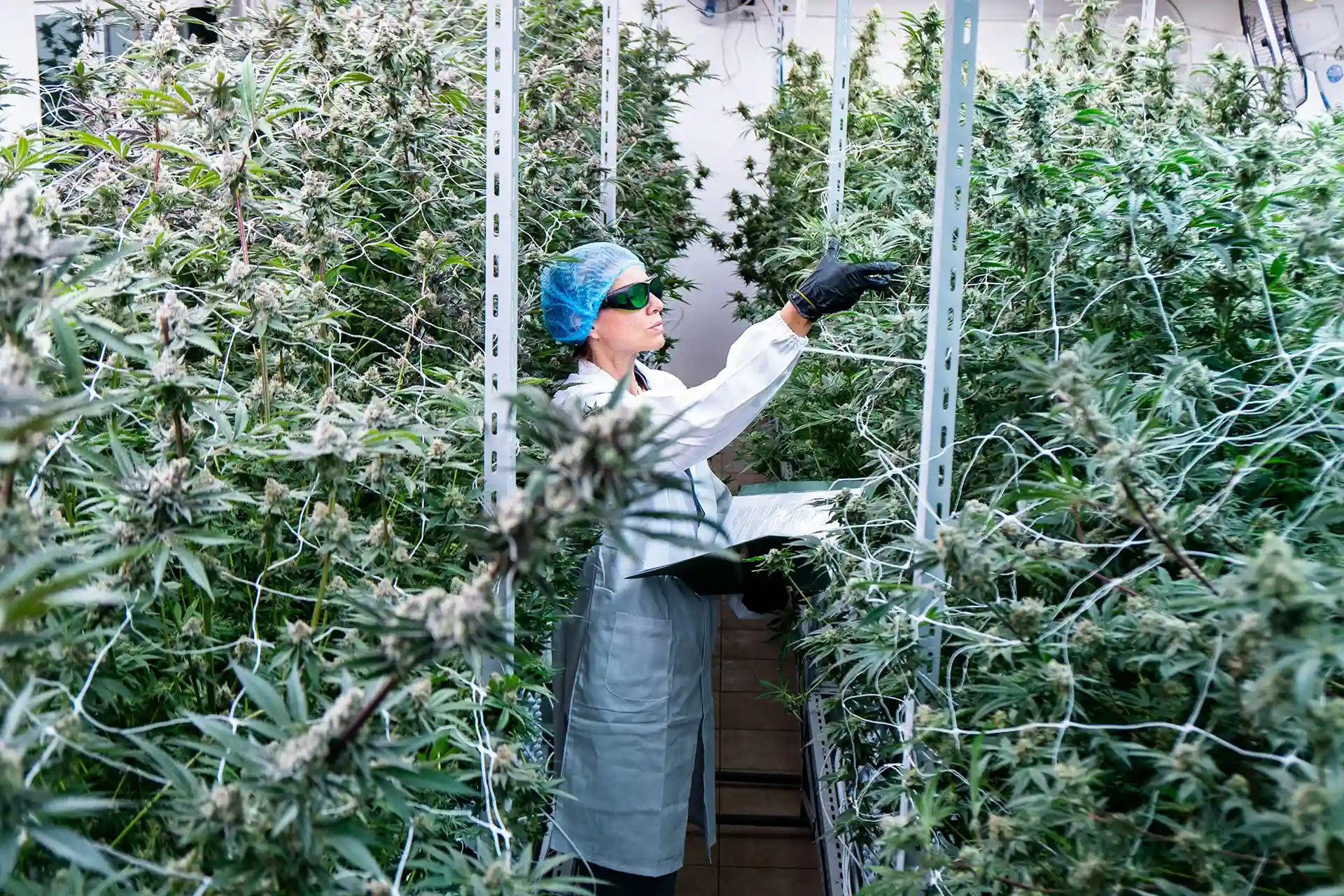 MoonLionHemp Lab Extraction